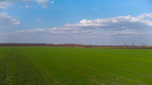 Flugseite über hellgrünem Frühlingsfeld