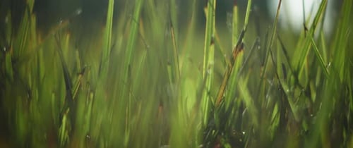 Grünes Gras auf verschwommenem Hintergrund