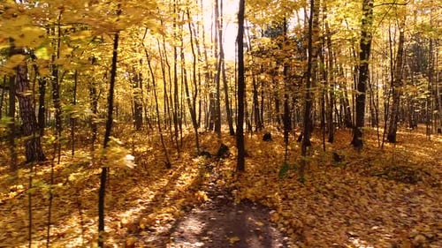 Colorful Autumn Forest Wood