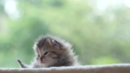 Close Up Of Cute Newborn Kitten Looking At Camera Slow Motion