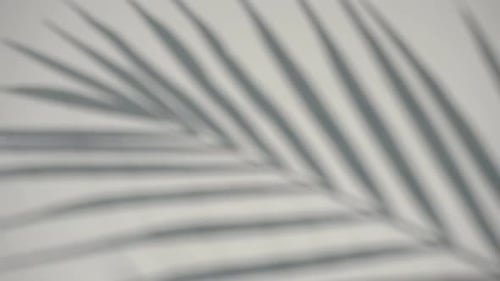 Abstract Palm Frond Shadow
