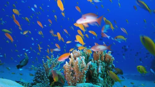 Coral Reef Ecosystem with Schools of Colorful Fish