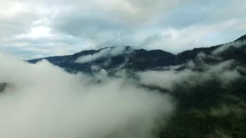 Mountain Forest Fog