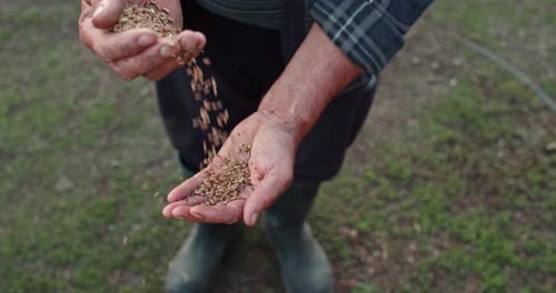 Farmer Hands Holding and Pouring Grains