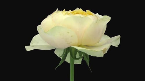 White and Yellow Flower Bloom Close Up