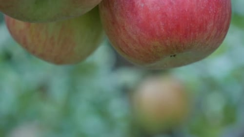 Red Apples Ripening on an Apple Tree