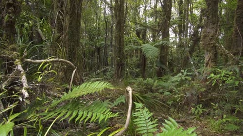 Primeval Forest