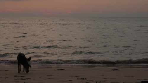 Young Lonely Dog on a Beach After Sunset