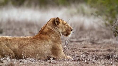 Lion d'Afrique dans le parc national Kruger, Afrique du Sud