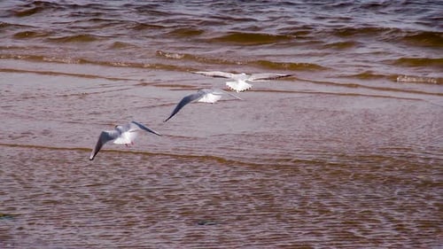 Seagulls Flying Over Gentle Waves on a Sunny Beach