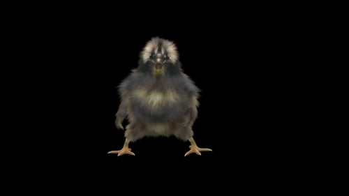 Dancing Fluffy Chick Animation