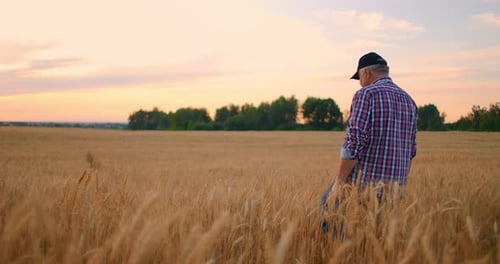View From the Back: An Elderly Male Farmer Walks Through a Wheat Field at Sunset. The Camera Follows