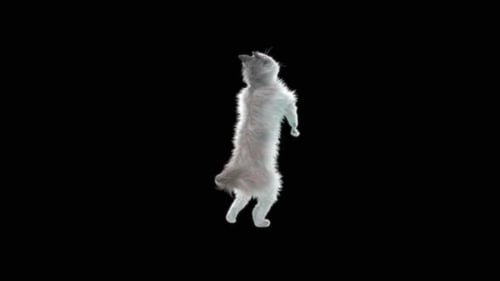 Katze tanzt HD
