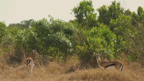 Gazelles Standing and Walking in a Field