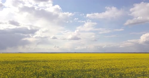 Quadrocopter Survey Large Yellow Field Of Rapeseed At High Speed, 4k