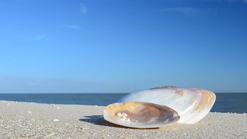 Cockleshells 43