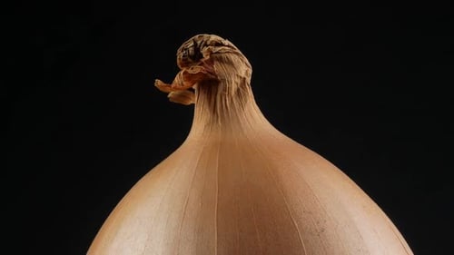 Fresh onion bulb close up