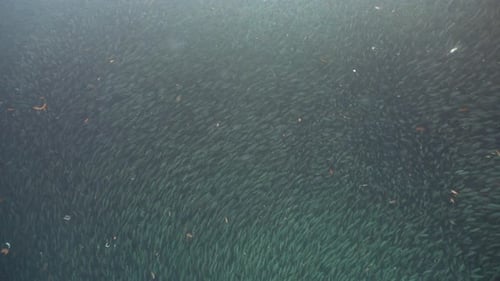 Large School of Fish Swimming Underwater