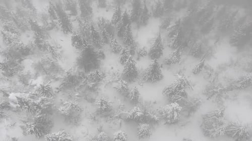 Aerial View of a Frozen Forest with Snow Covered Trees at Winter