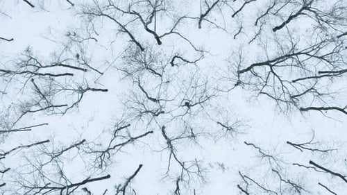 Winterlicher Wald