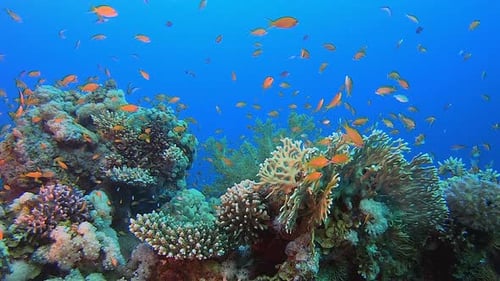 Reef Coral Garden Underwater Life