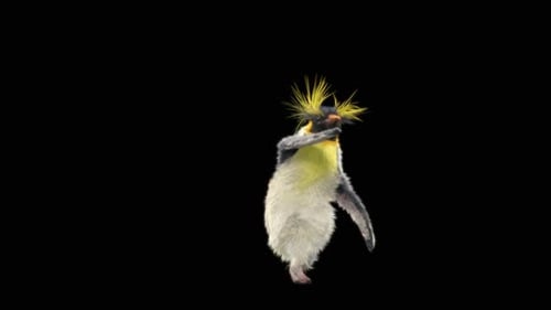 Penguin Dancing HD