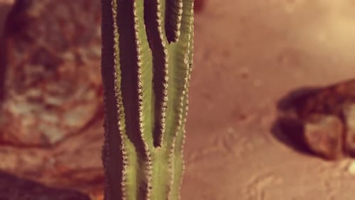 Nahaufnahme des Saguaro-Kaktus im Sand