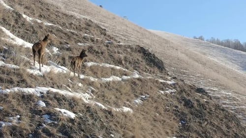 Deer Standing on a Snowy Grassy Hillside