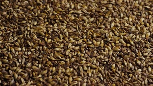 Rotating shot of barley and other beer brewing ingredients