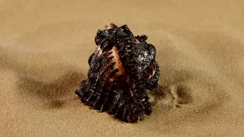 Ungewöhnliche schwarze Meeresmuschel auf Sand, Rotation, Nahaufnahme