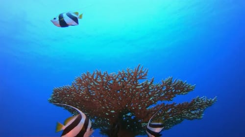 Tropical Sea Reef Banner Fish