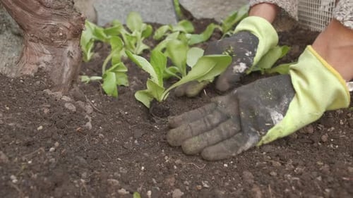 Close Up of Planting Seedlings in Garden Soil