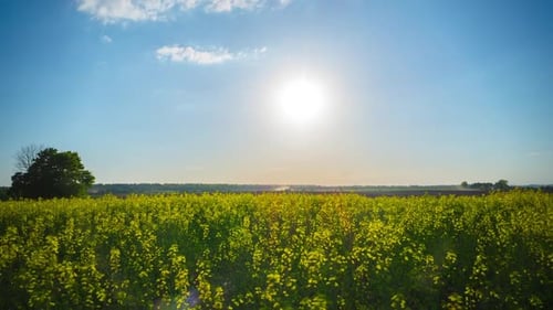 Rapeseed field and sun