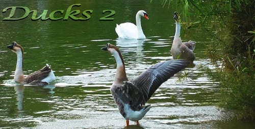 Enten 2