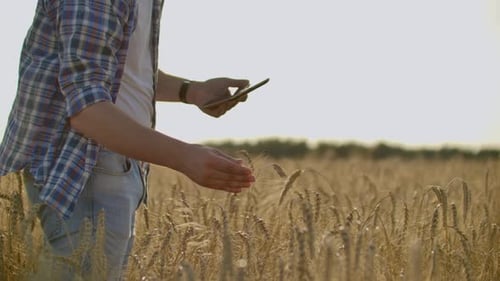 A Young Farmer with a Tablet in a Hat in a Field of Rye Touches the Grain and Looks at the Sprouts