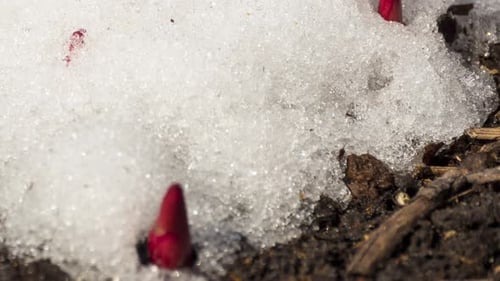 Red Flower Buds Pushing Through Melting Snow