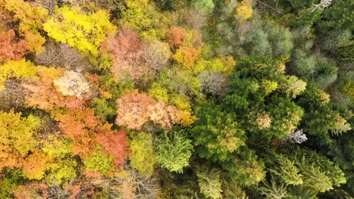View from above of dense pine forest with canopies of green spruce trees and colorful