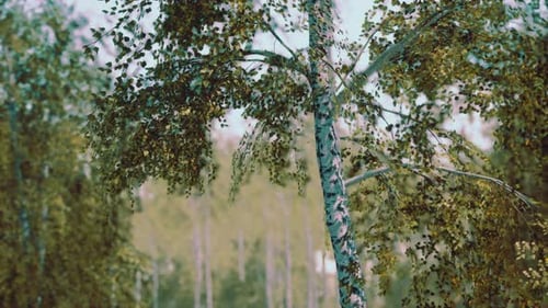Birch Forest in Sun Rays in the Mornings