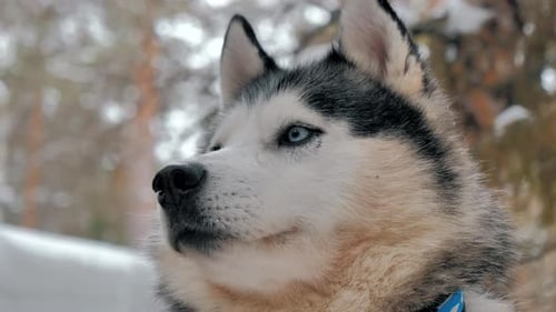 Majestic Husky in a Snowy Winter Forest
