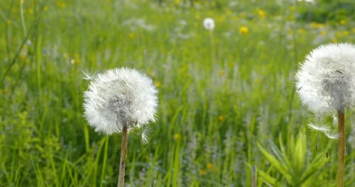 Beautiful White Fluffy Dandelions