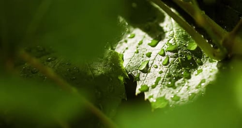 Green Leaves Glistening with Water Droplets