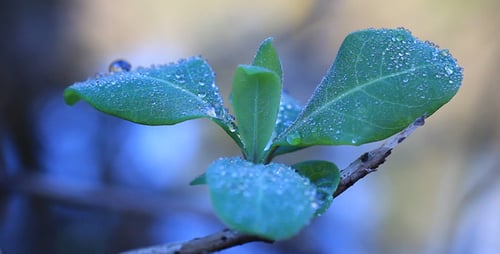 Leaves 08