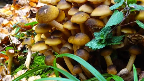 Cluster of Mushrooms Growing in Autumn Forest
