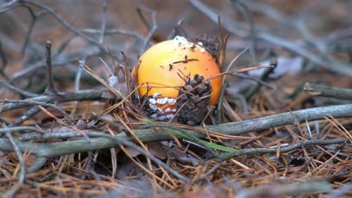 Toadstool mushroom in the forest in autumn