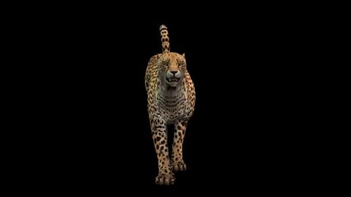 Cheetah Run