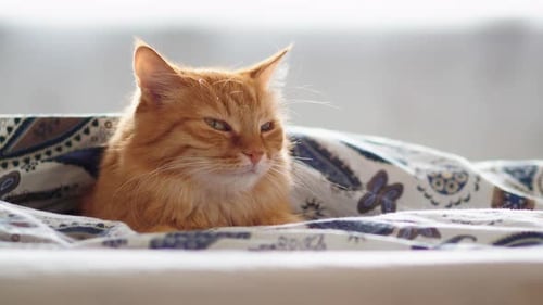 Ginger Cat resting on Bed Indoors