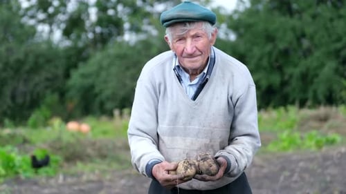 A Farmer Holds a Potato Crop in His Garden