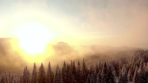 Drone Rising Above Snow Covered Pine Forest in Mountain Valley at Sunrise