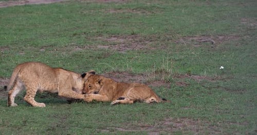 African Lion, panthera leo, Cubs playing, Masai Mara Park in Kenya, Real Time 4K