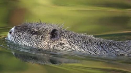 Nahaufnahme mit Nutria (Myocastor Coypus), die im Fluss schwimmt